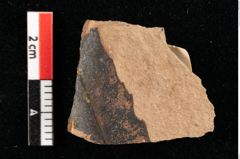 Foto (Detailansicht) von Sphaeria interpungens Heer (NHMW-GEO-2024-0188-0018)